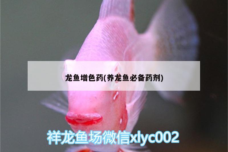 龍魚增色藥(養(yǎng)龍魚必備藥劑)