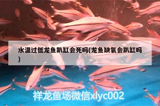 水溫過低龍魚趴缸會死嗎(龍魚缺氧會趴缸嗎)