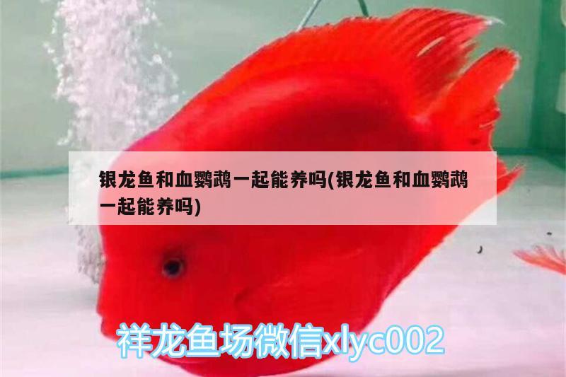 銀龍魚和血鸚鵡一起能養(yǎng)嗎(銀龍魚和血鸚鵡一起能養(yǎng)嗎) 鸚鵡魚 第1張