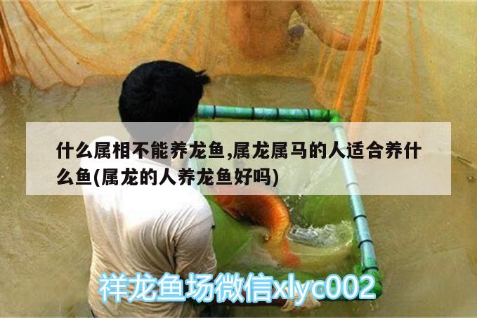 什么屬相不能養(yǎng)龍魚,屬龍屬馬的人適合養(yǎng)什么魚(屬龍的人養(yǎng)龍魚好嗎)