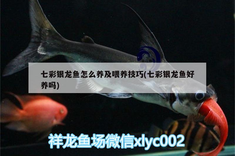 七彩銀龍魚怎么養(yǎng)及喂養(yǎng)技巧(七彩銀龍魚好養(yǎng)嗎) 銀龍魚