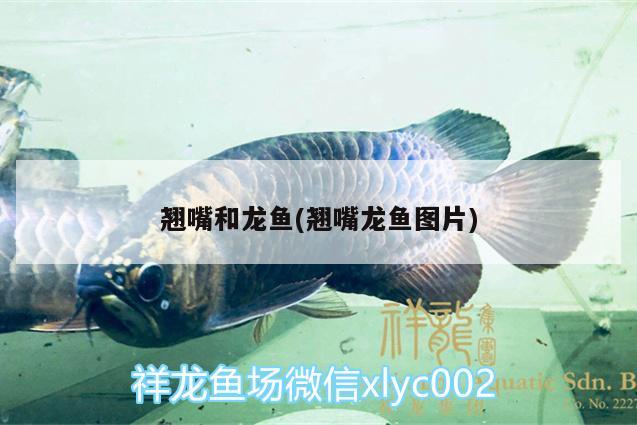 翹嘴和龍魚(yú)(翹嘴龍魚(yú)圖片)