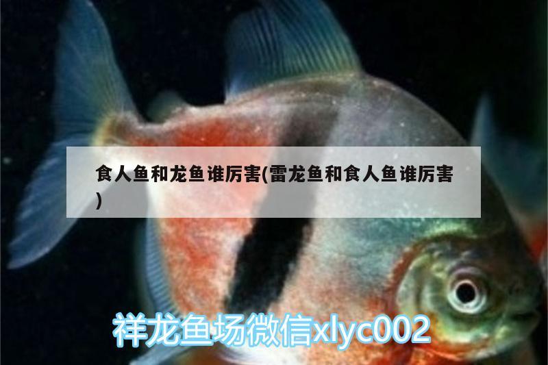 食人魚和龍魚誰厲害(雷龍魚和食人魚誰厲害)