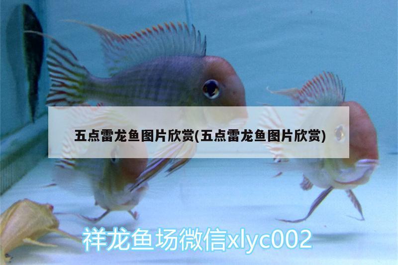 五點(diǎn)雷龍魚圖片欣賞(五點(diǎn)雷龍魚圖片欣賞) 非洲象鼻魚