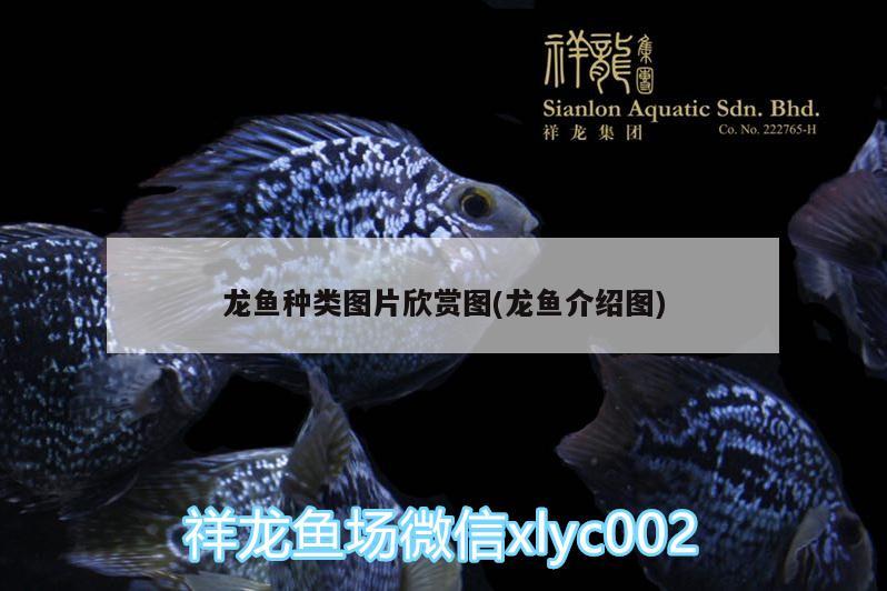 龍魚種類圖片欣賞圖(龍魚介紹圖) 麥肯斯銀版魚