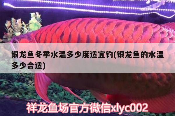 銀龍魚冬季水溫多少度適宜釣(銀龍魚的水溫多少合適)