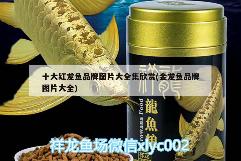 十大紅龍魚品牌圖片大全集欣賞(金龍魚品牌圖片大全) 南美異形觀賞魚