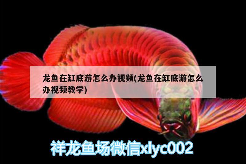 龍魚在缸底游怎么辦視頻(龍魚在缸底游怎么辦視頻教學)