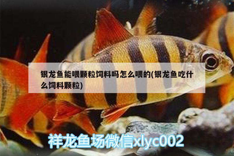 銀龍魚能喂顆粒飼料嗎怎么喂的(銀龍魚吃什么飼料顆粒) 銀龍魚