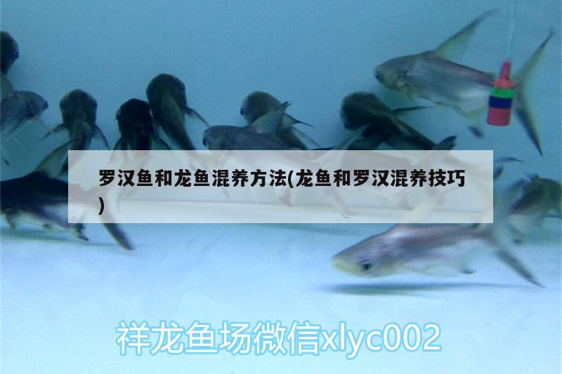 羅漢魚和龍魚混養(yǎng)方法(龍魚和羅漢混養(yǎng)技巧) 羅漢魚