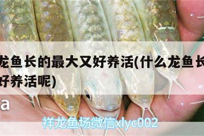 什么龍魚長的最大又好養(yǎng)活(什么龍魚長的最大又好養(yǎng)活呢)