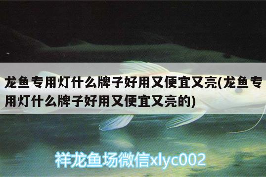 龍魚專用燈什么牌子好用又便宜又亮(龍魚專用燈什么牌子好用又便宜又亮的) 過(guò)背金龍魚