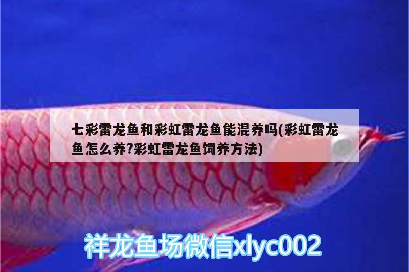 七彩雷龍魚和彩虹雷龍魚能混養(yǎng)嗎(彩虹雷龍魚怎么養(yǎng)?彩虹雷龍魚飼養(yǎng)方法) 白化火箭魚