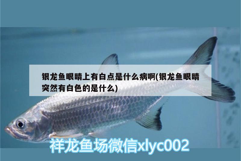 銀龍魚眼睛上有白點是什么病啊(銀龍魚眼睛突然有白色的是什么)