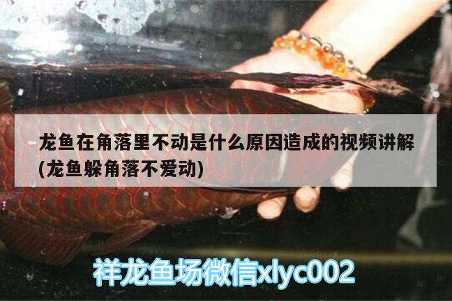 龍魚在角落里不動是什么原因造成的視頻講解(龍魚躲角落不愛動)