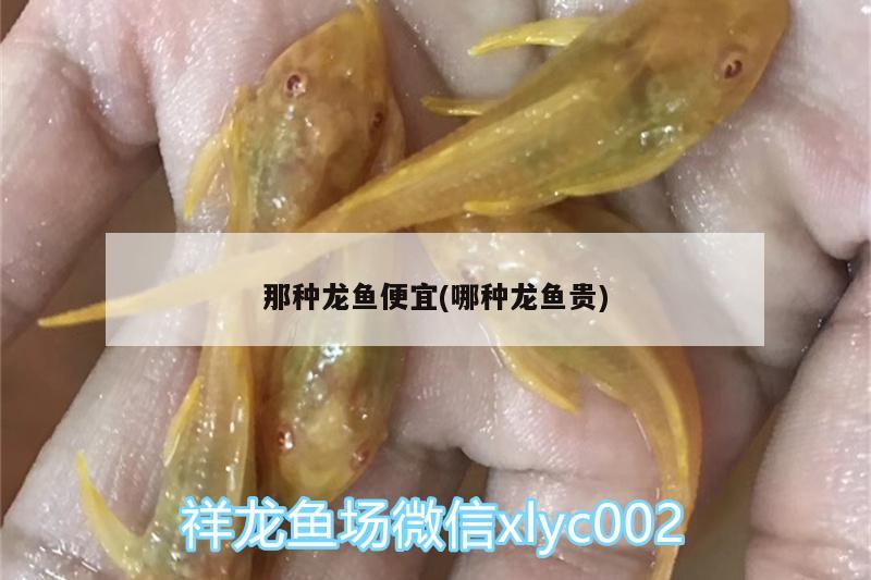 那種龍魚(yú)便宜(哪種龍魚(yú)貴)