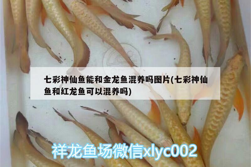 七彩神仙魚能和金龍魚混養(yǎng)嗎圖片(七彩神仙魚和紅龍魚可以混養(yǎng)嗎)