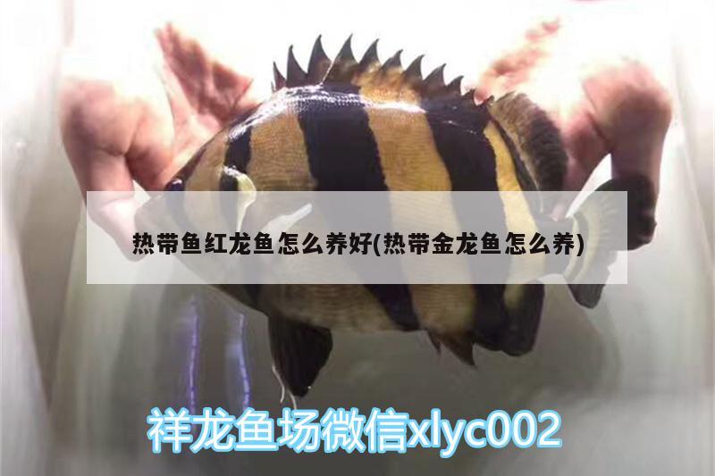 熱帶魚紅龍魚怎么養(yǎng)好(熱帶金龍魚怎么養(yǎng))