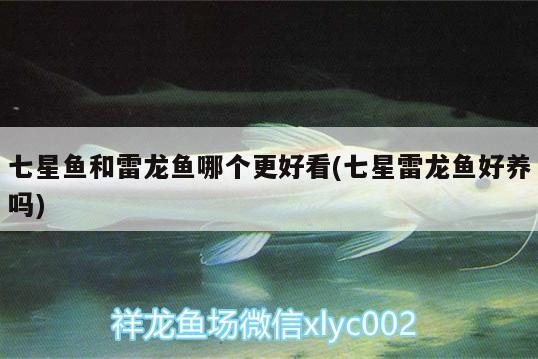 七星魚(yú)和雷龍魚(yú)哪個(gè)更好看(七星雷龍魚(yú)好養(yǎng)嗎) 三間鼠魚(yú)苗