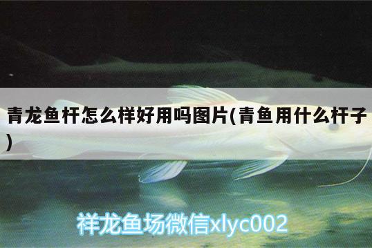 青龍魚桿怎么樣好用嗎圖片(青魚用什么桿子) 青龍魚