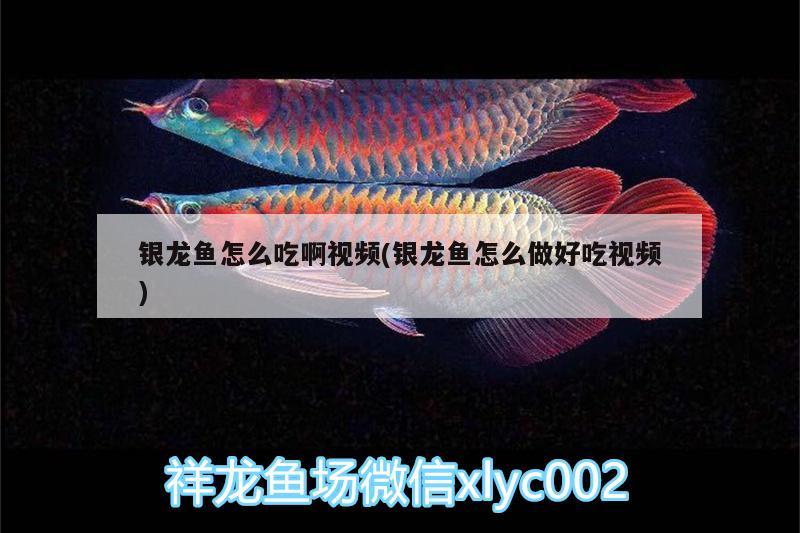 銀龍魚怎么吃啊視頻(銀龍魚怎么做好吃視頻) 銀龍魚百科