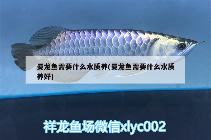 曼龍魚需要什么水質養(yǎng)(曼龍魚需要什么水質養(yǎng)好) 廣州龍魚批發(fā)市場