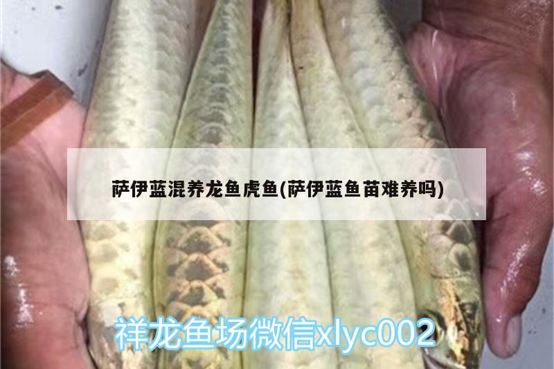 薩伊藍(lán)混養(yǎng)龍魚虎魚(薩伊藍(lán)魚苗難養(yǎng)嗎)