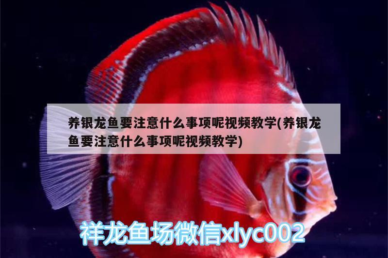 養(yǎng)銀龍魚要注意什么事項呢視頻教學(xué)(養(yǎng)銀龍魚要注意什么事項呢視頻教學(xué))