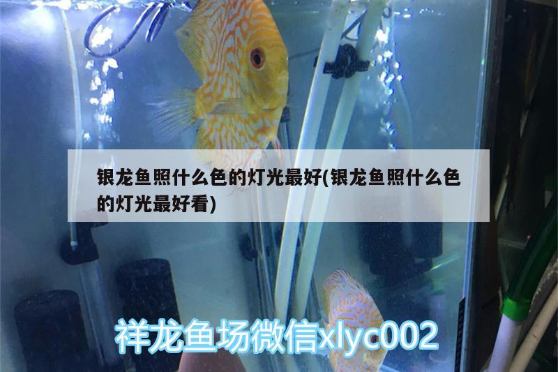 銀龍魚照什么色的燈光最好(銀龍魚照什么色的燈光最好看) 銀龍魚