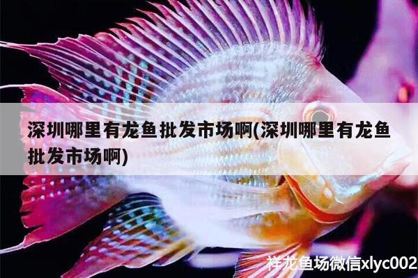 深圳哪里有龍魚批發(fā)市場(chǎng)啊(深圳哪里有龍魚批發(fā)市場(chǎng)啊)