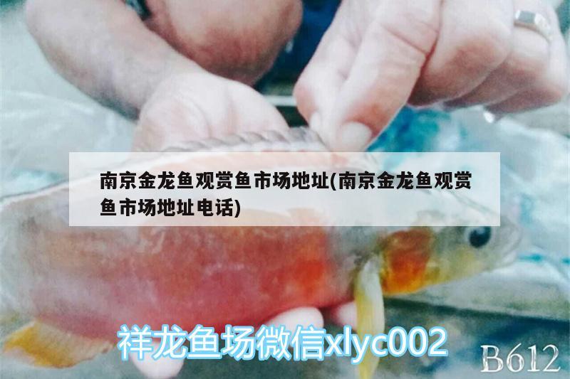 南京金龍魚觀賞魚市場地址(南京金龍魚觀賞魚市場地址電話) 觀賞魚市場（混養(yǎng)魚）