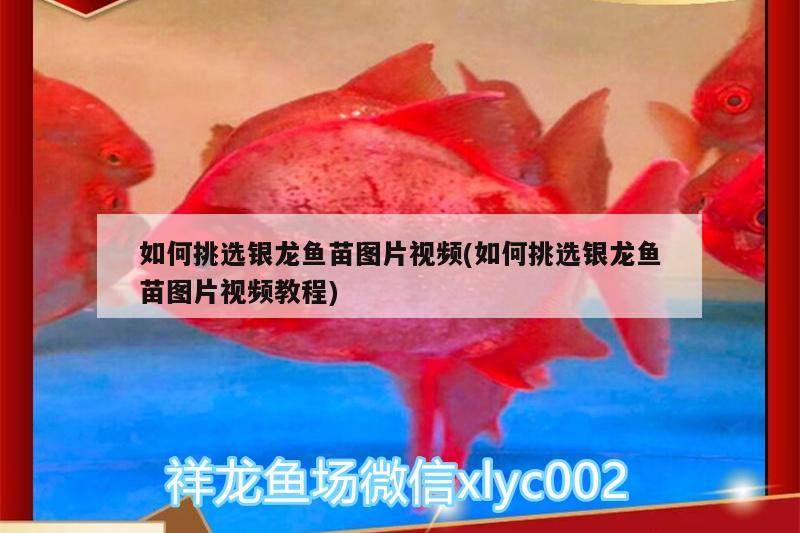 如何挑選銀龍魚苗圖片視頻(如何挑選銀龍魚苗圖片視頻教程)