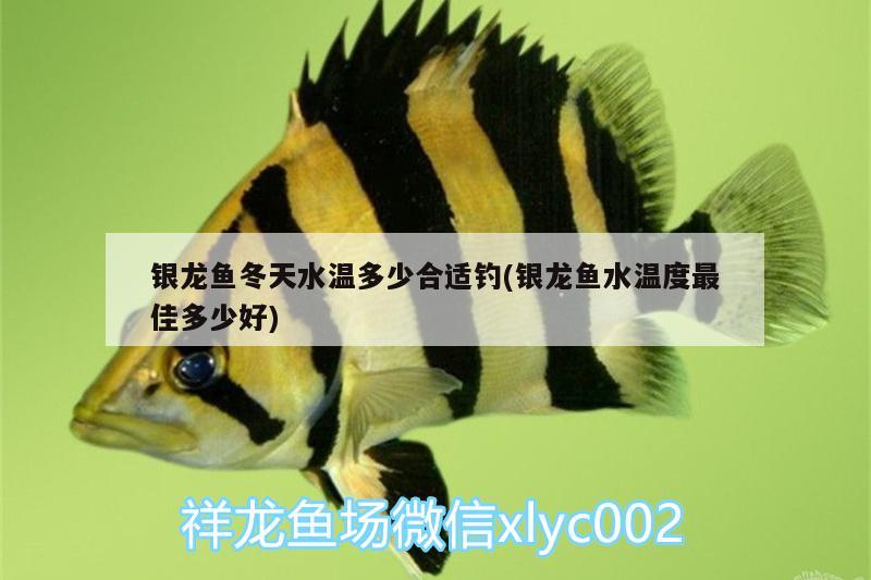 銀龍魚(yú)冬天水溫多少合適釣(銀龍魚(yú)水溫度最佳多少好)