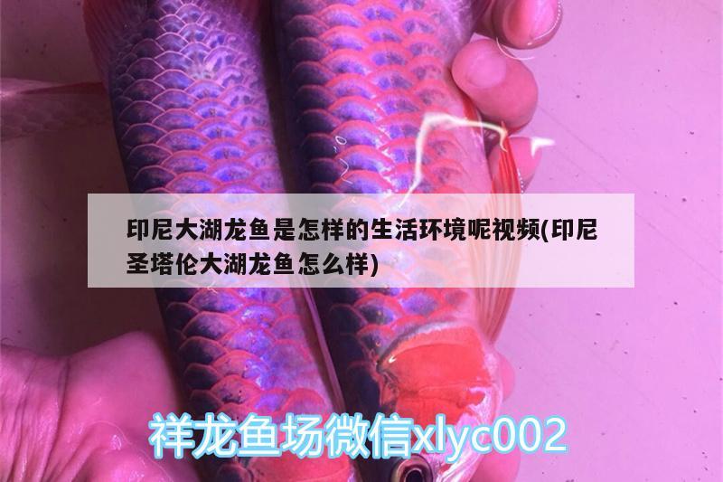 印尼大湖龍魚(yú)是怎樣的生活環(huán)境呢視頻(印尼圣塔倫大湖龍魚(yú)怎么樣) 黑白雙星魚(yú)