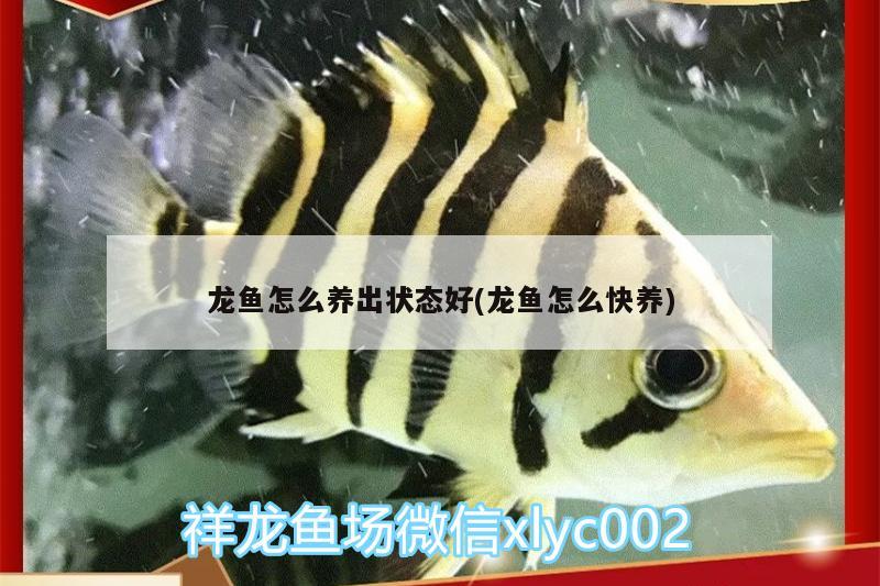 龍魚怎么養(yǎng)出狀態(tài)好(龍魚怎么快養(yǎng))