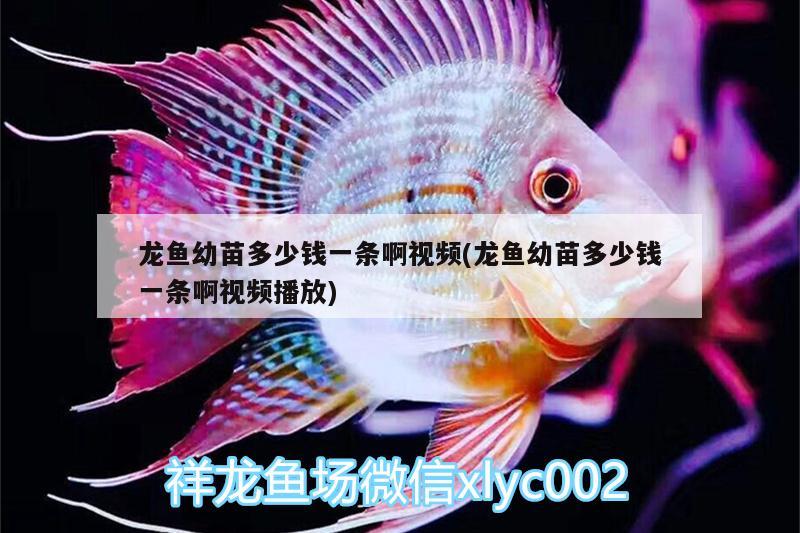 龍魚幼苗多少錢一條啊視頻(龍魚幼苗多少錢一條啊視頻播放) 刀魚魚 第1張