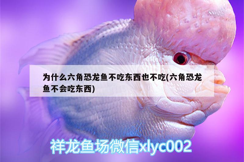 為什么六角恐龍魚不吃東西也不吃(六角恐龍魚不會(huì)吃東西)