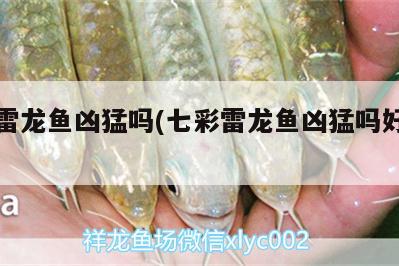 七彩雷龍魚兇猛嗎(七彩雷龍魚兇猛嗎好養(yǎng)嗎) 除藻劑 第1張