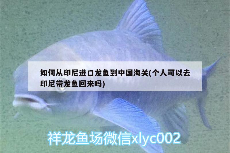 如何從印尼進(jìn)口龍魚到中國海關(guān)(個人可以去印尼帶龍魚回來嗎) 巴西亞魚