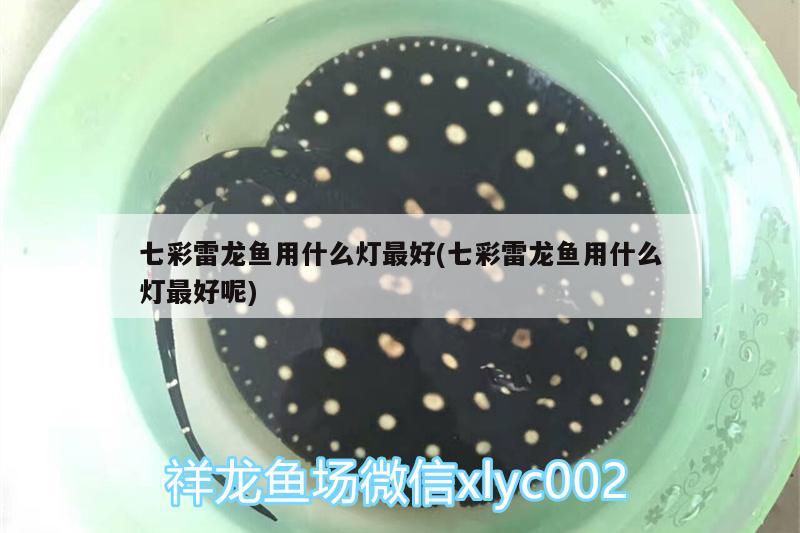 七彩雷龍魚(yú)用什么燈最好(七彩雷龍魚(yú)用什么燈最好呢) 銀古魚(yú)苗