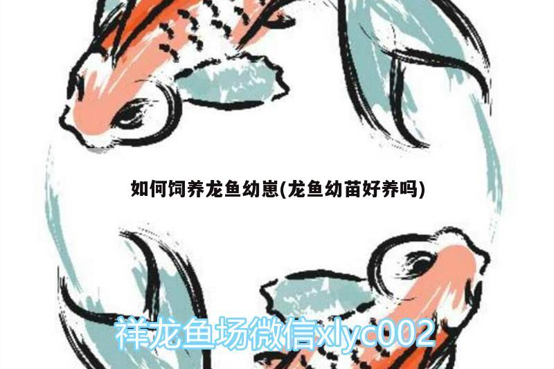 如何飼養(yǎng)龍魚幼崽(龍魚幼苗好養(yǎng)嗎)