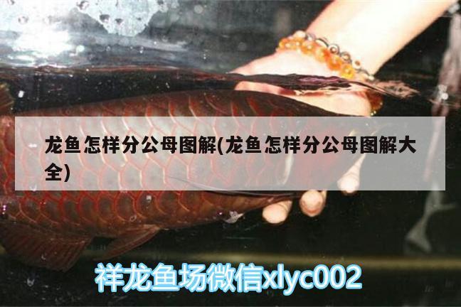 龍魚怎樣分公母圖解(龍魚怎樣分公母圖解大全) 黑桃A魚苗