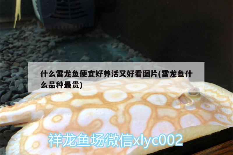 什么雷龍魚便宜好養(yǎng)活又好看圖片(雷龍魚什么品種最貴) 刀魚魚