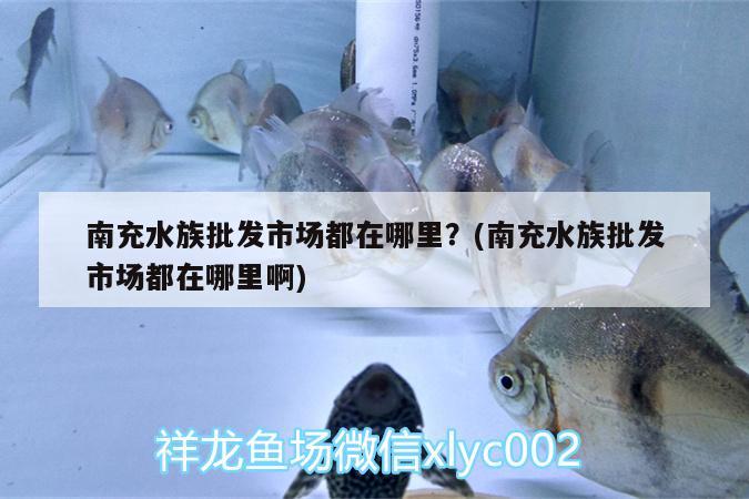 南充水族批發(fā)市場都在哪里？(南充水族批發(fā)市場都在哪里啊) 觀賞魚水族批發(fā)市場