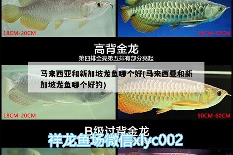 馬來(lái)西亞和新加坡龍魚哪個(gè)好(馬來(lái)西亞和新加坡龍魚哪個(gè)好釣)