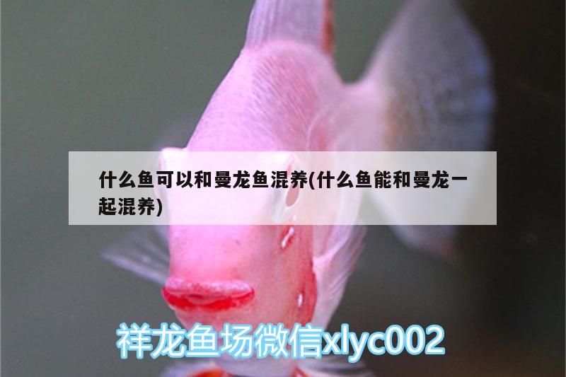 什么魚可以和曼龍魚混養(yǎng)(什么魚能和曼龍一起混養(yǎng)) 水族用品