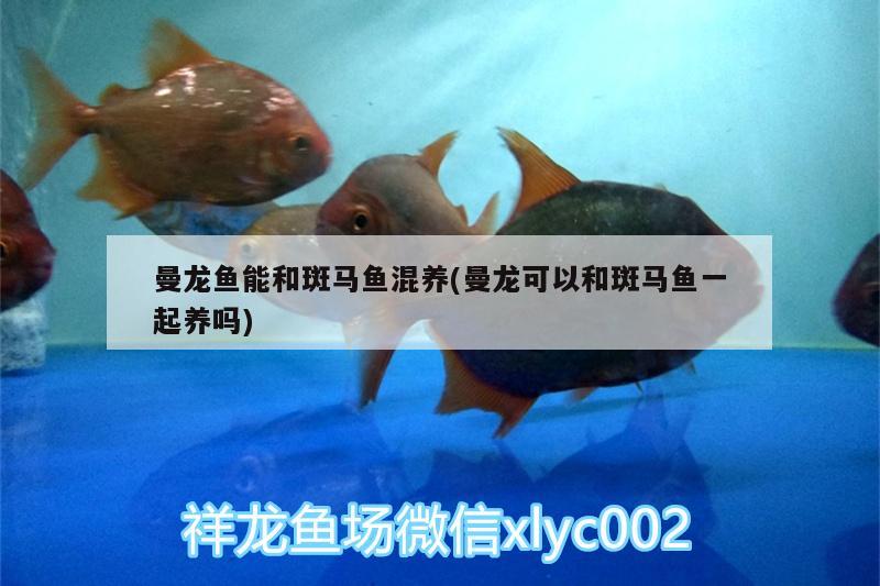 曼龍魚能和斑馬魚混養(yǎng)(曼龍可以和斑馬魚一起養(yǎng)嗎) 金老虎魚