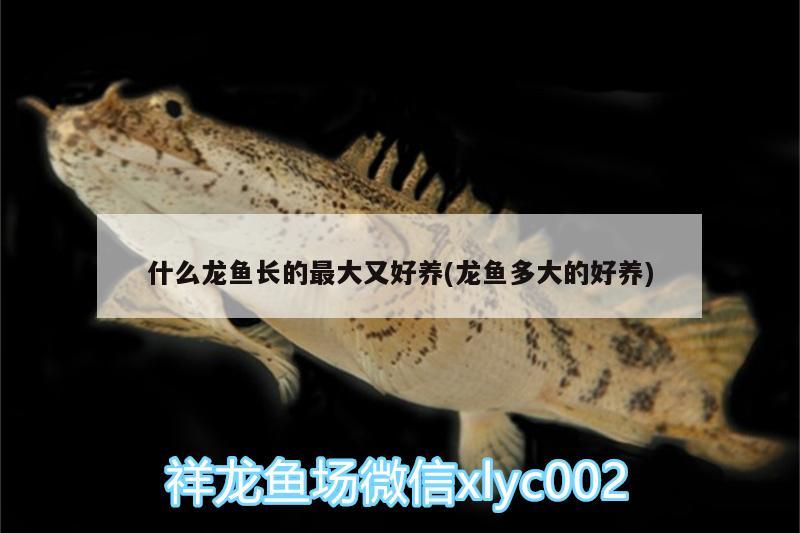 什么龍魚(yú)長(zhǎng)的最大又好養(yǎng)(龍魚(yú)多大的好養(yǎng)) 飛鳳魚(yú)苗