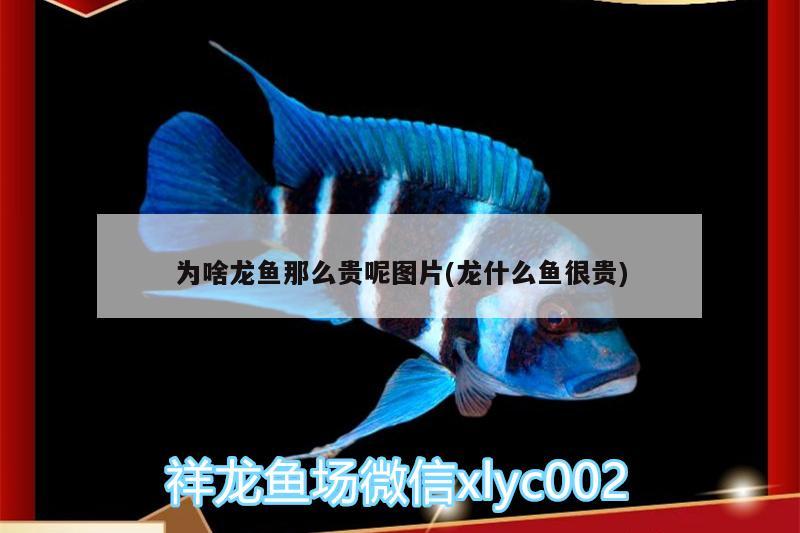 為啥龍魚那么貴呢圖片(龍什么魚很貴) 皇冠黑白魟魚