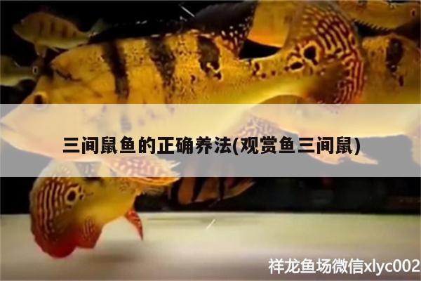 三間鼠魚的正確養(yǎng)法(觀賞魚三間鼠) 三間鼠魚